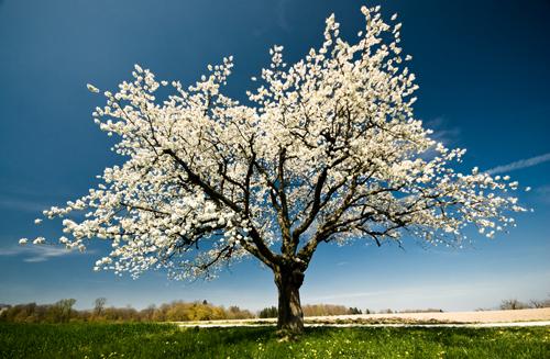 blossomingtree